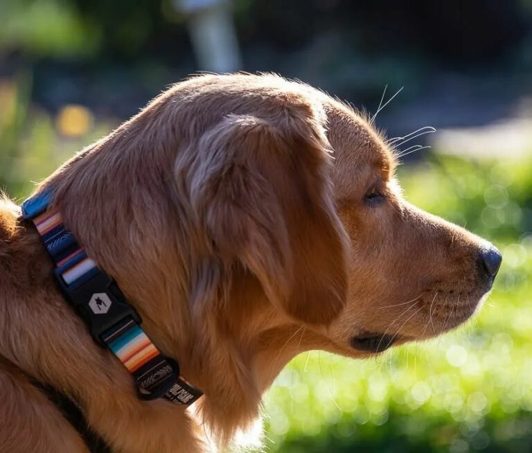 Top 7 Best Field Golden Retriever Breeders In The U.S.