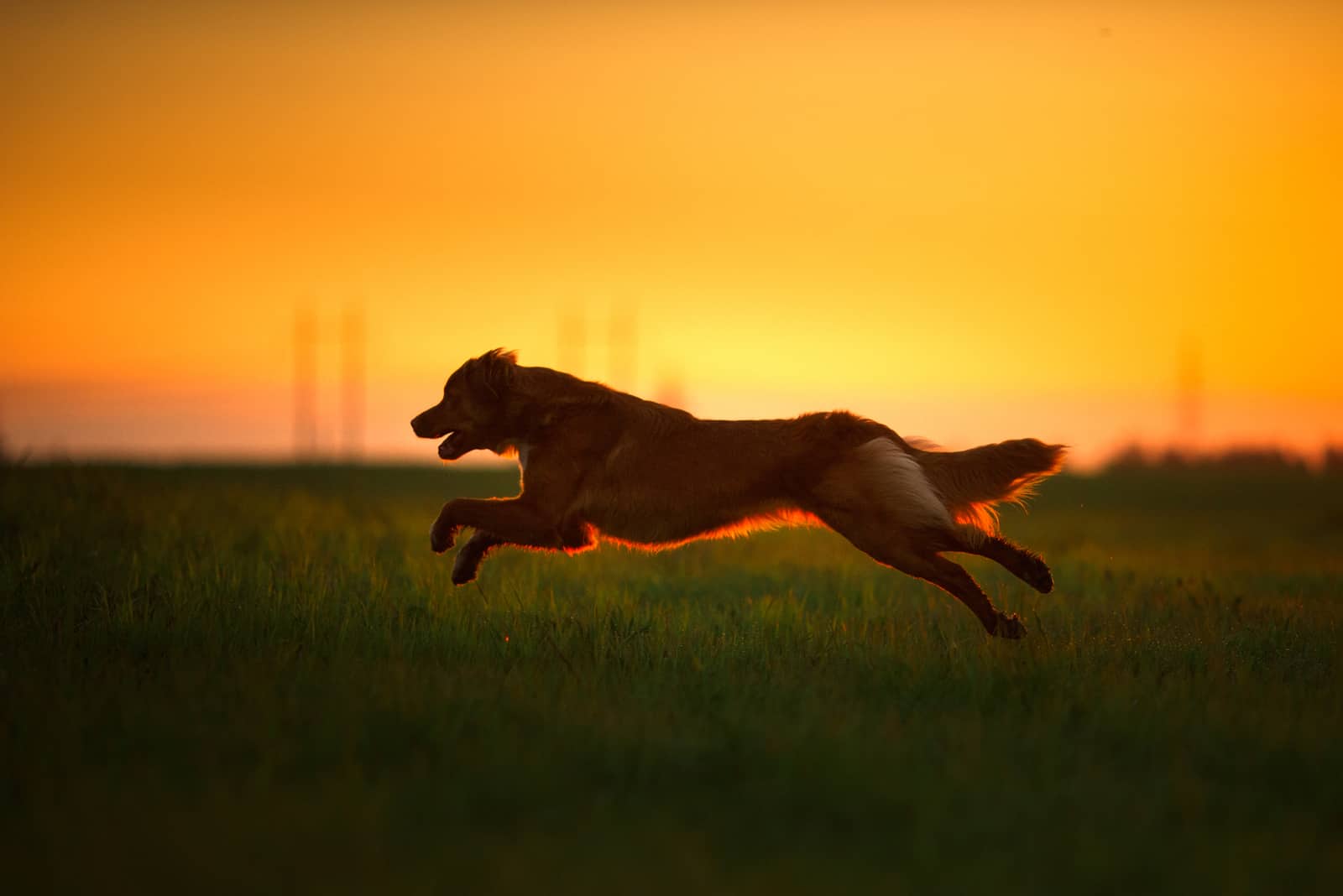 dog running in sunset