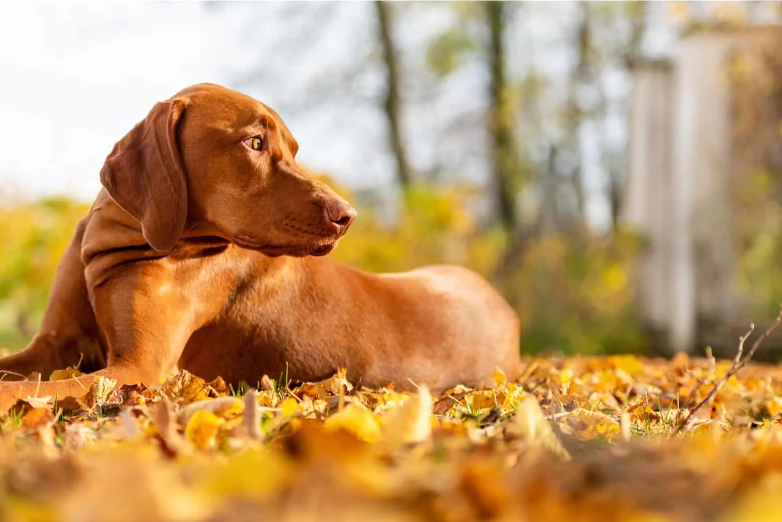 why do dogs just stare at nothing