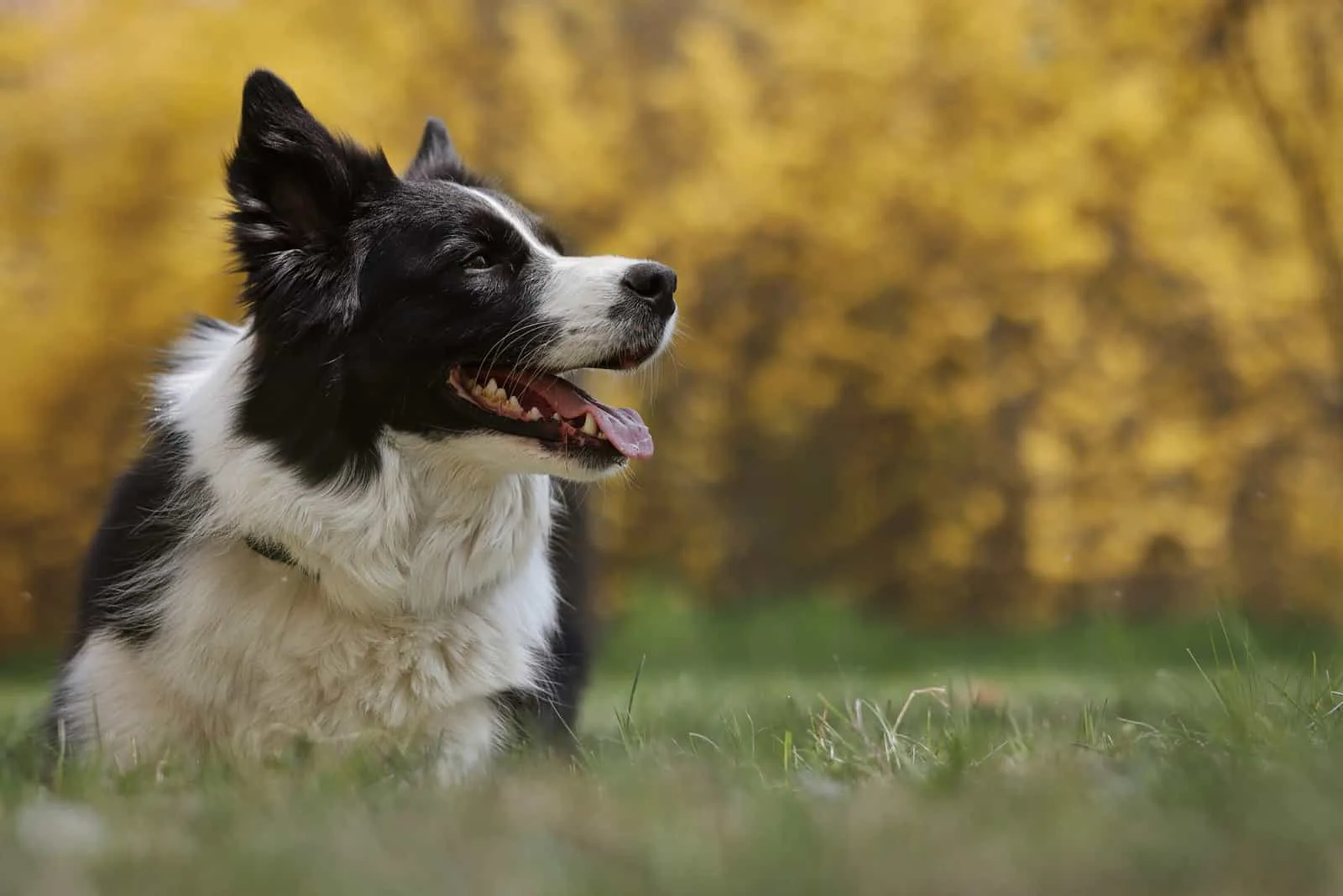 why do dogs just stare at nothing