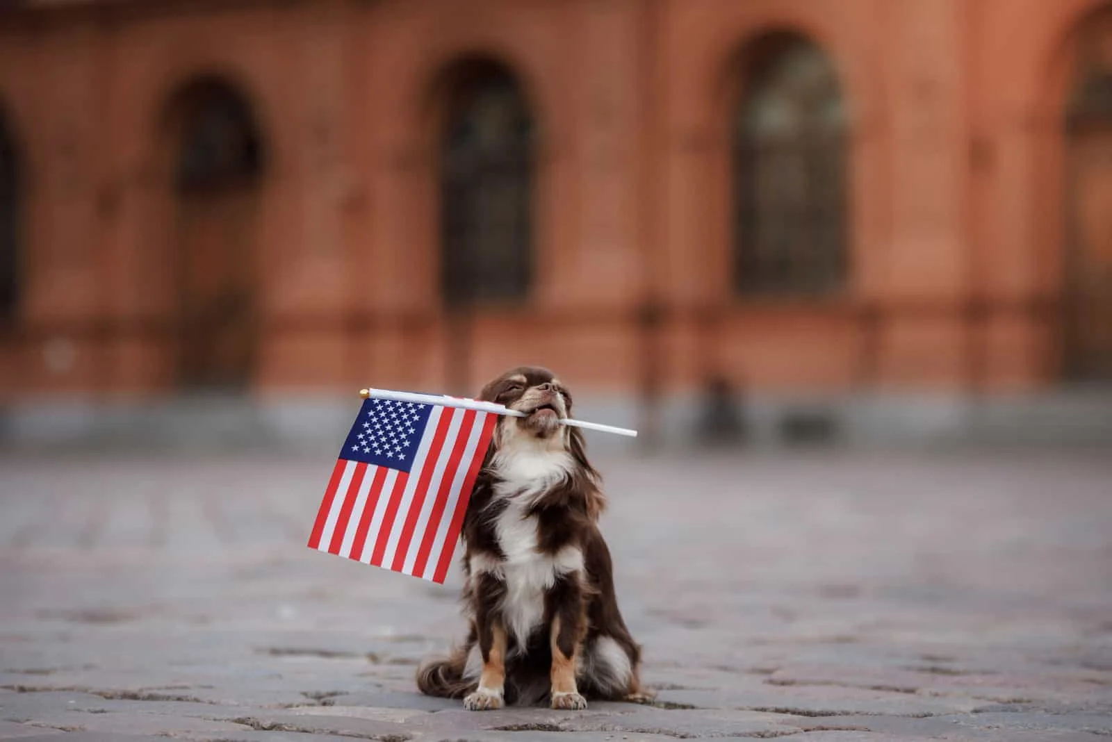 dog sitting with flag