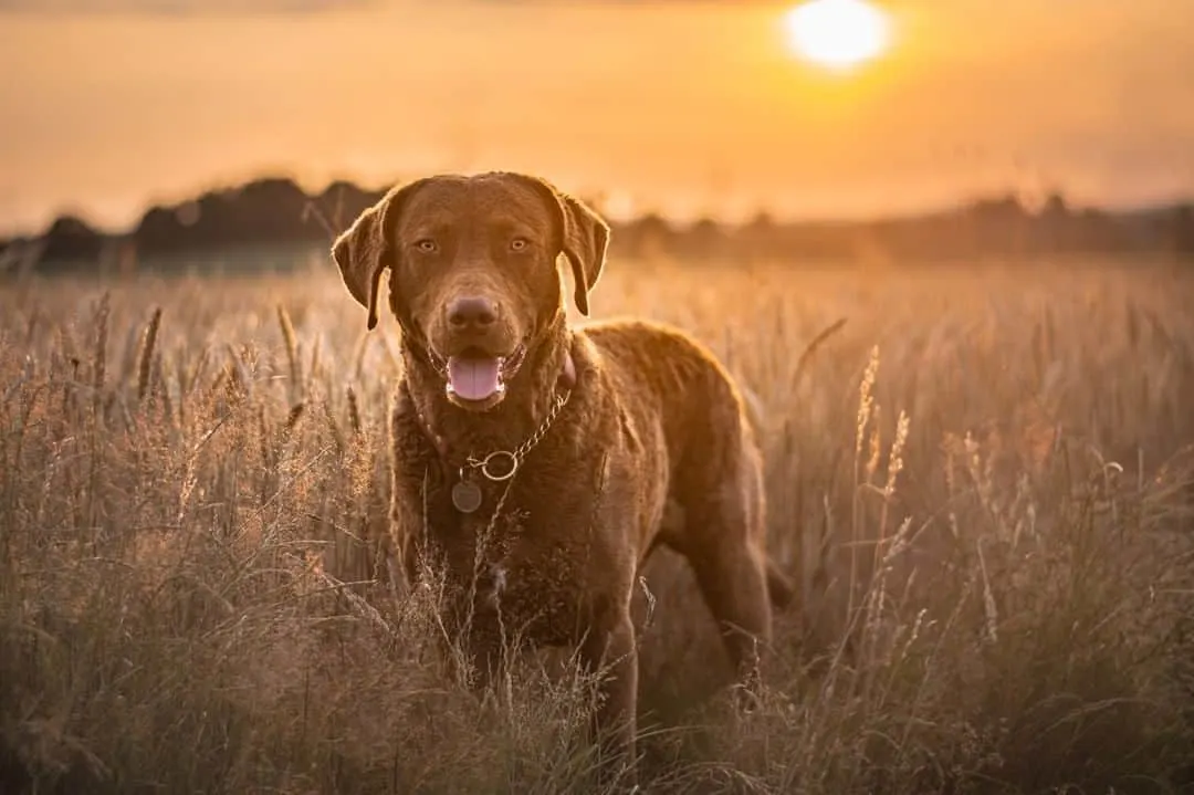 dog standing in field looking into camera