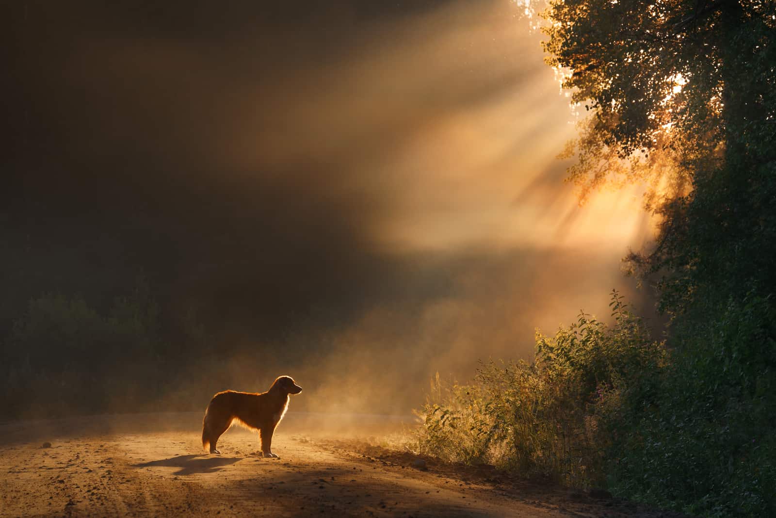 dog standing outside with sun shining on him