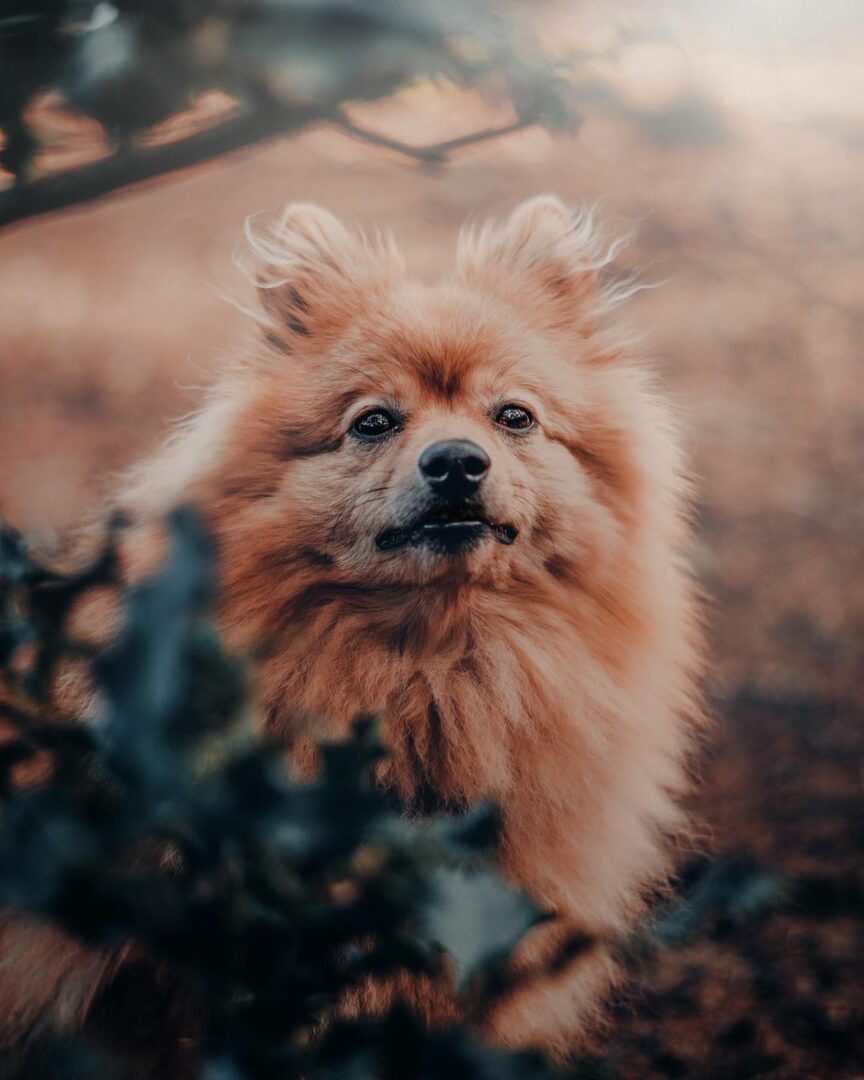 Why Does My Dog Stare Into Space 9 Reasons For Blank Stares