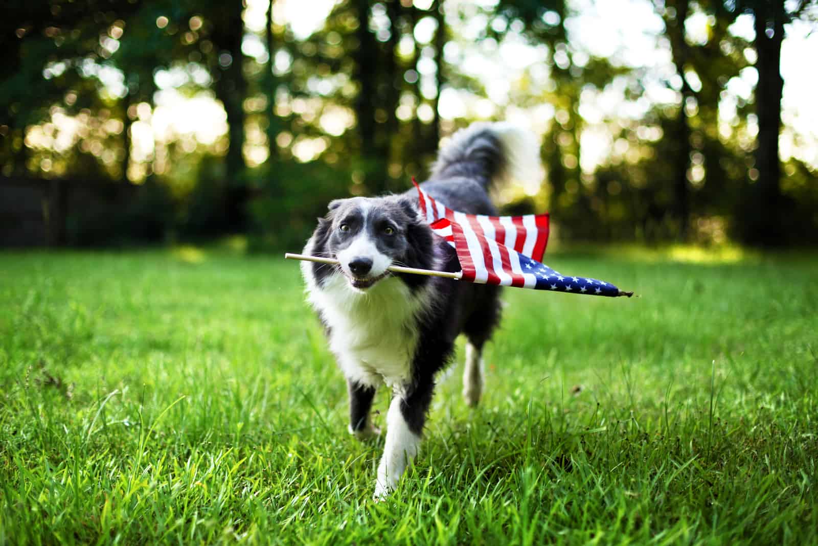 dog walking on grass with flag 