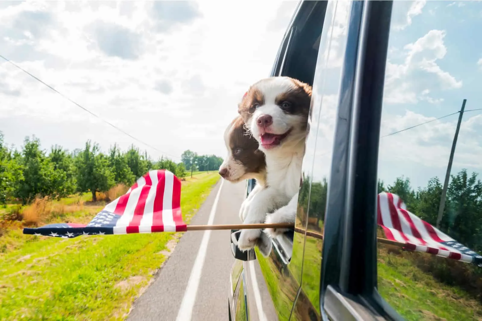 dog with flag with his head out of car window