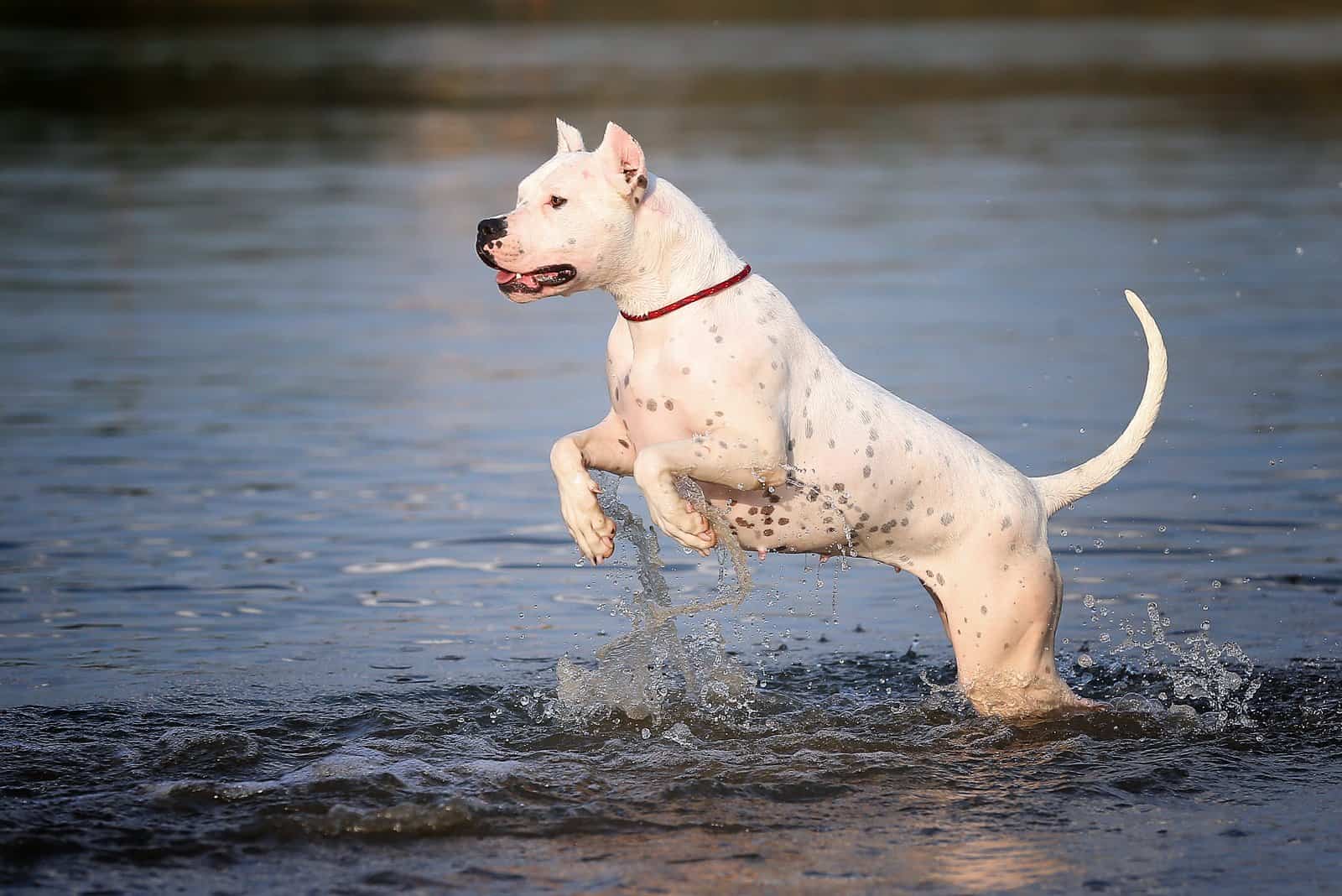 dogo argentino running in water