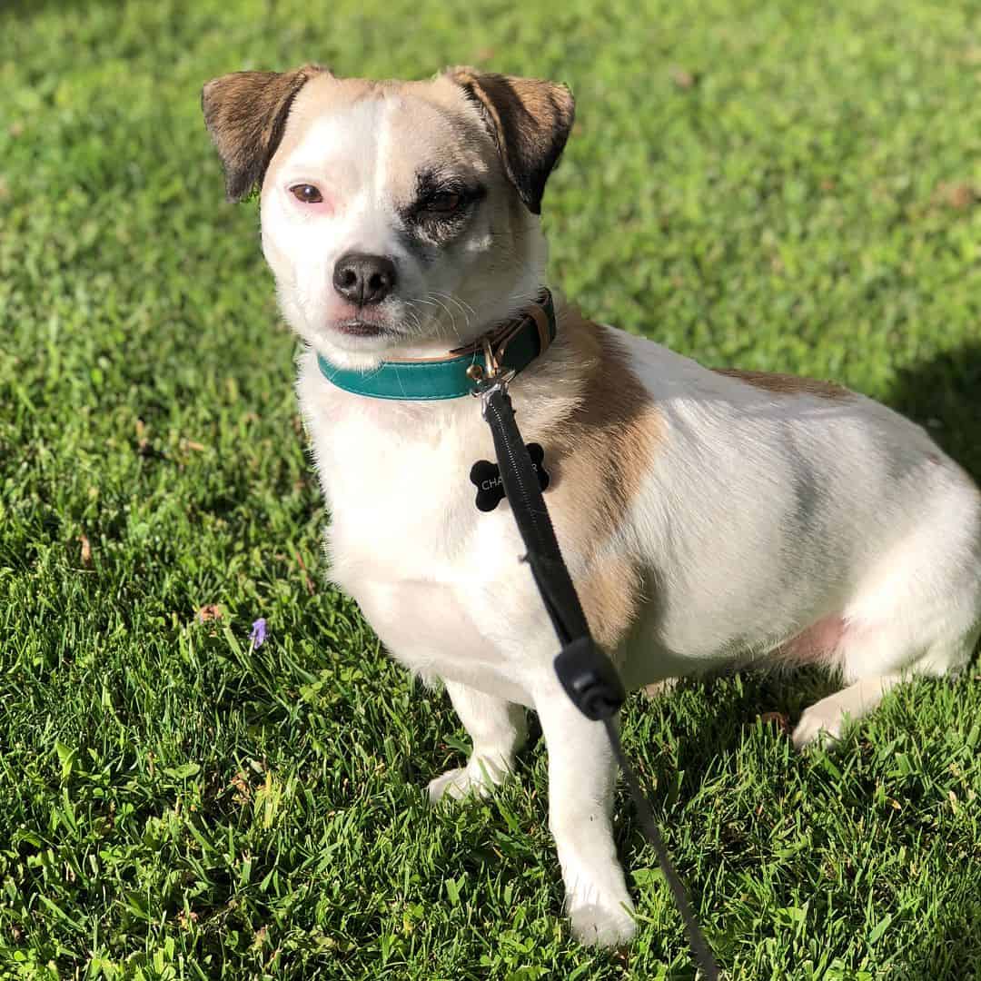 dachshund beagle mix