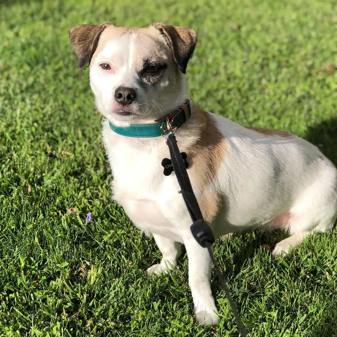 dachshund beagle mix