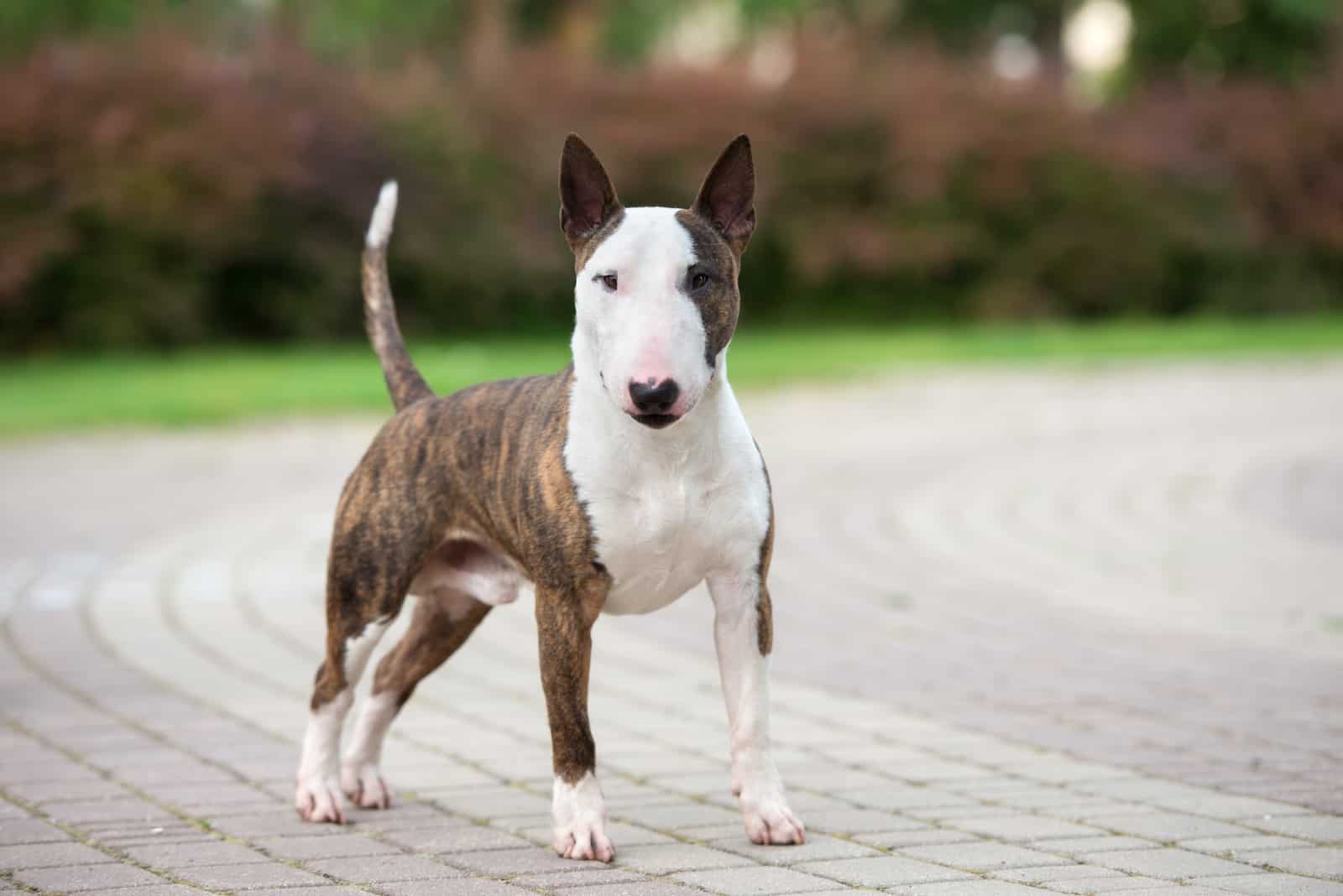 english bull terrier dog standing outdoors