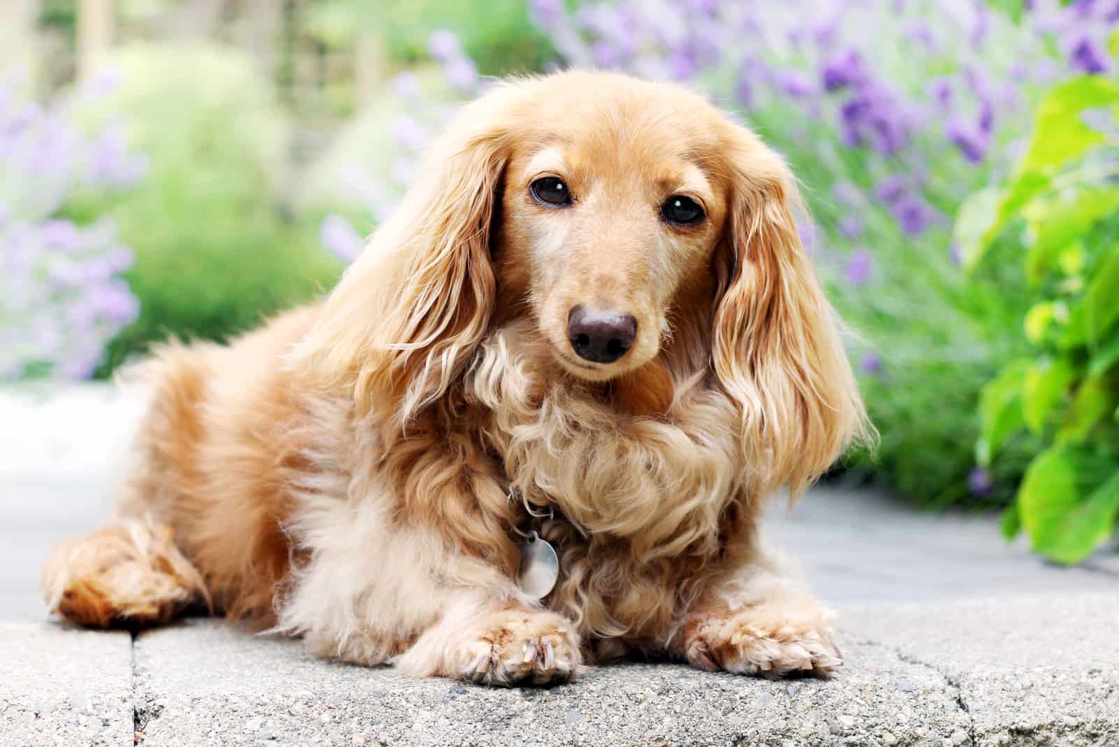 english cream dachshund lying in the garden