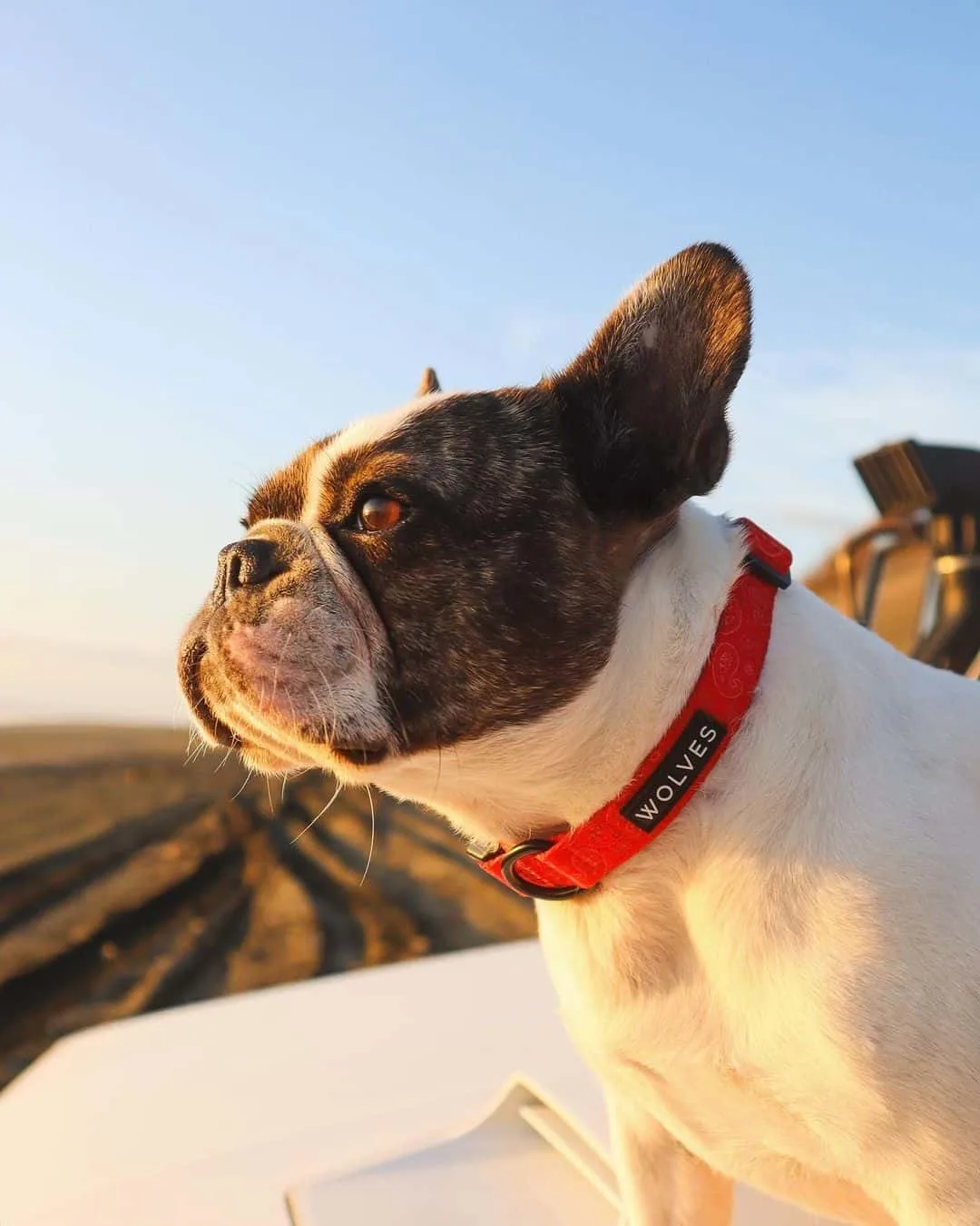 french bulldog watching the sunset