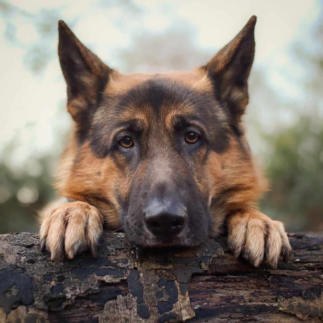 german shepherd behind a log