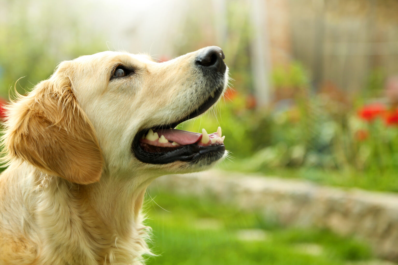 Are Golden Retrievers Aggressive? The Truth May Shock You