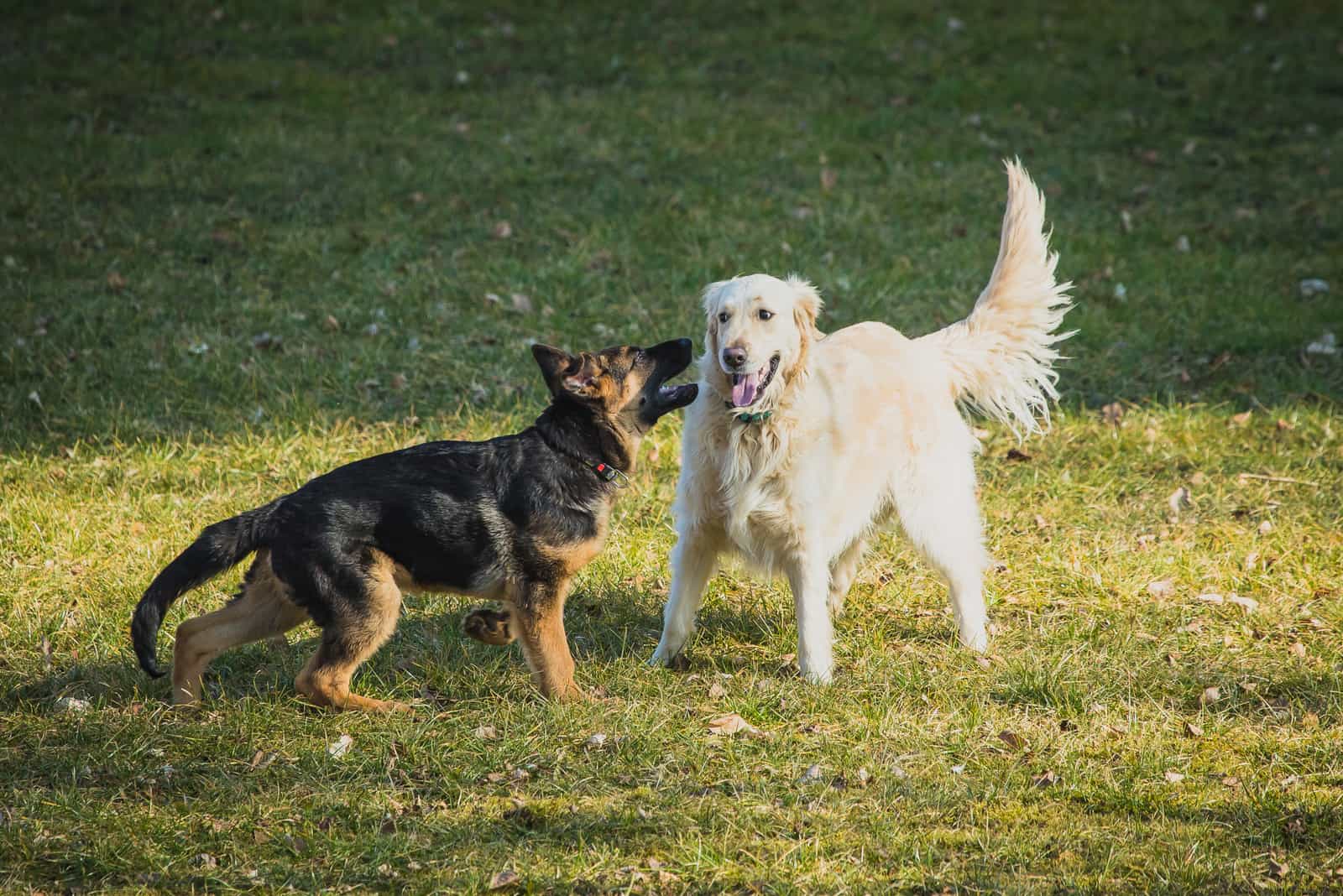 golden Retriever playing with other dog outside