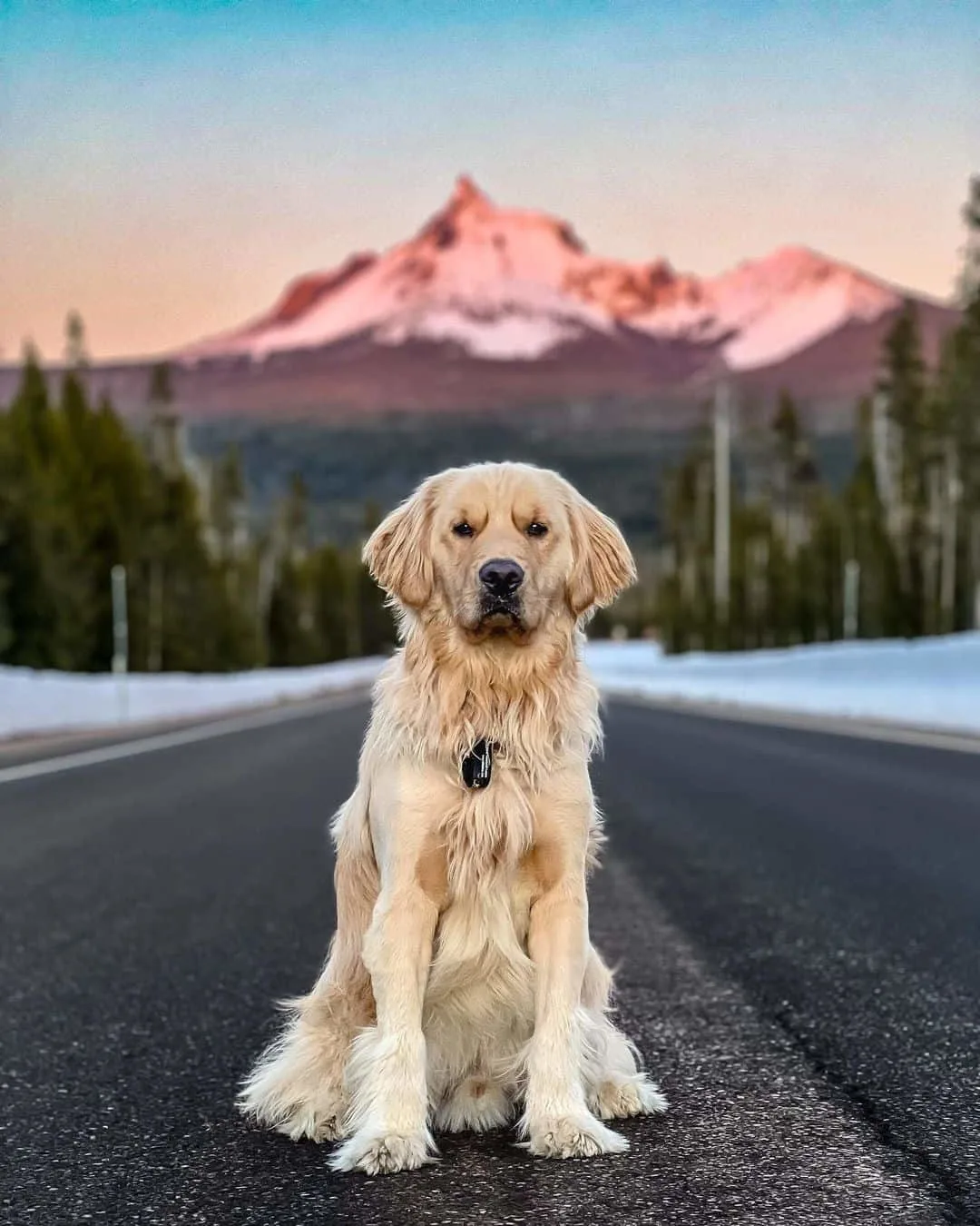 golden Retriever standing on road looking at camera