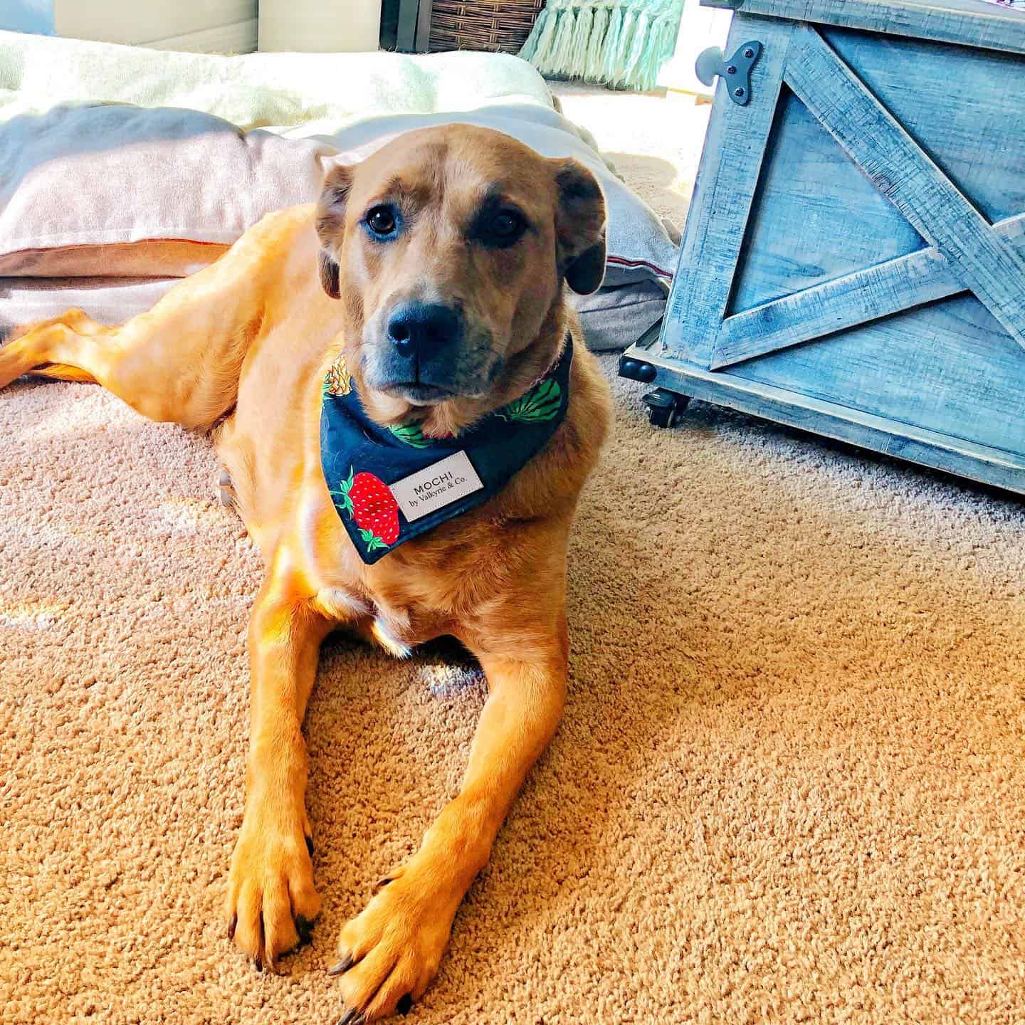 golden retriever boxer mix