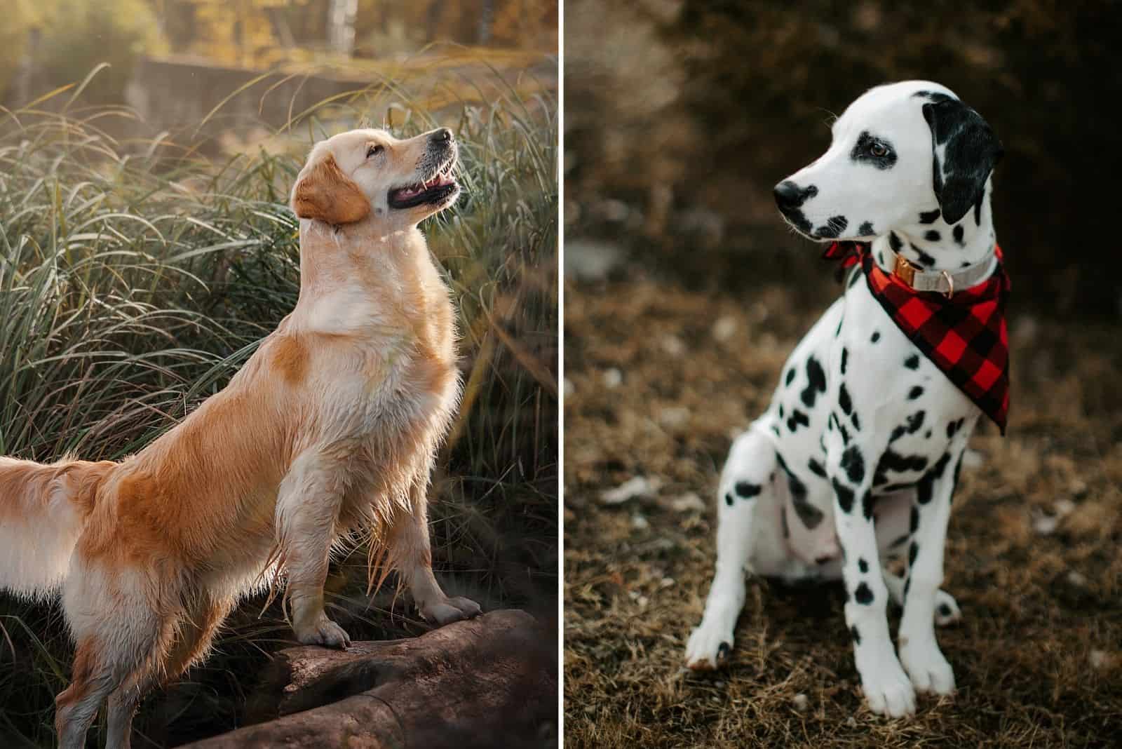 golden retriever and dalmatian