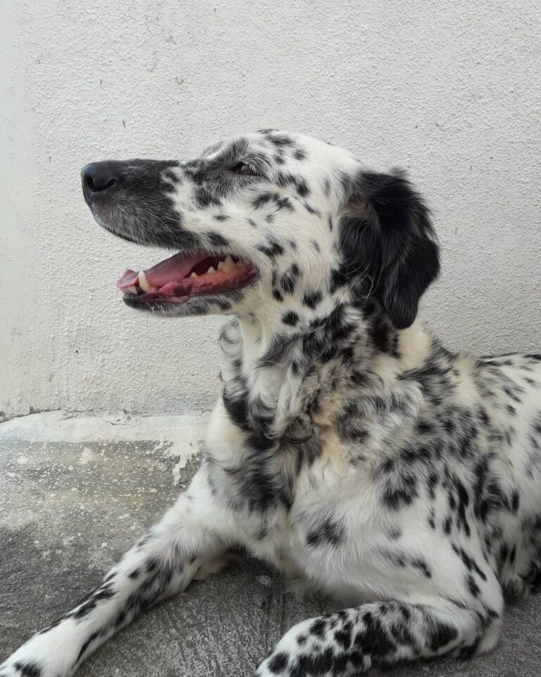 Golden Retriever Dalmatian Mix What Cuteness Looks Like
