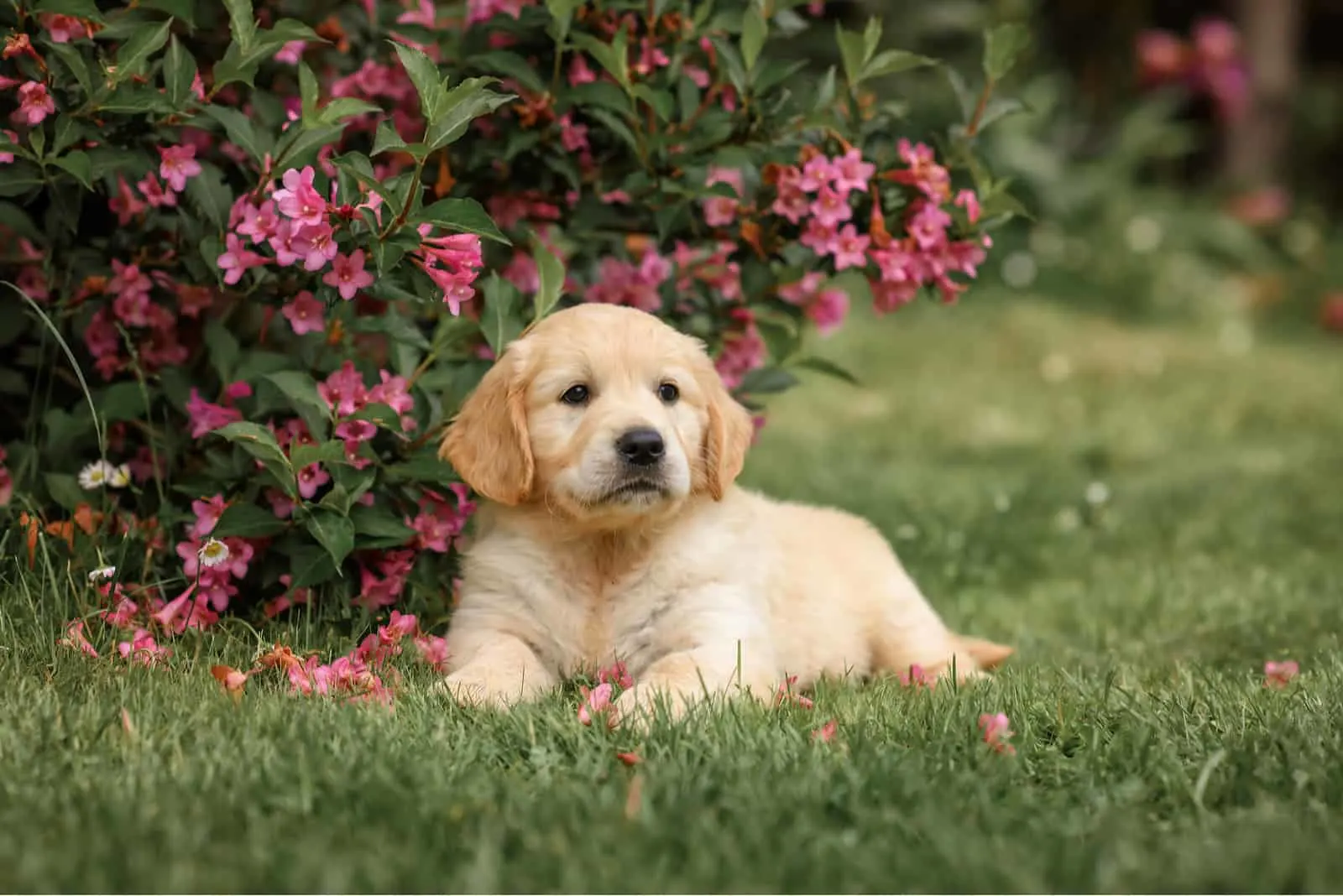 golden retriever puppie enjoying on the grass next to the flowers