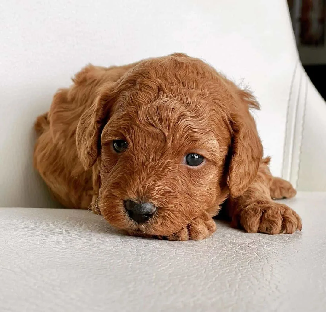 goldendoodle puppy lying on white sofa