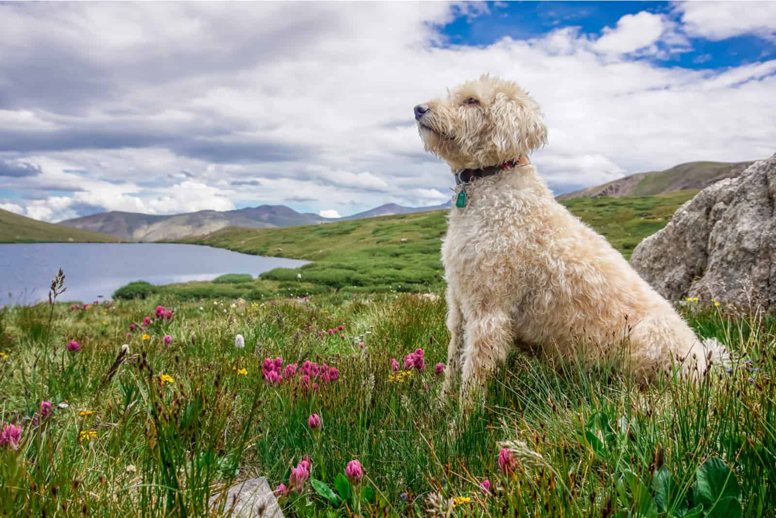 goldendoodle sitting outside