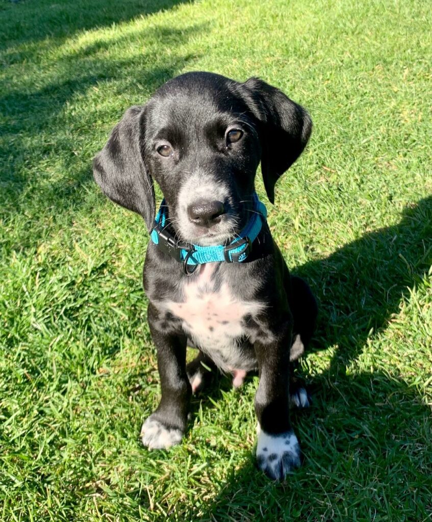 Golden Retriever Dalmatian Mix What Cuteness Looks Like