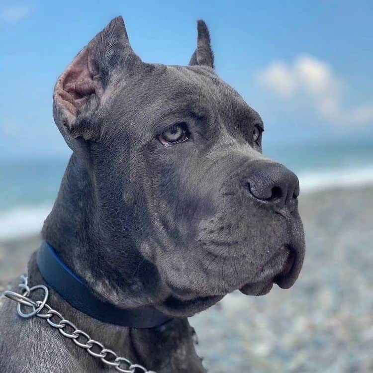 grey cane corso looking into distance