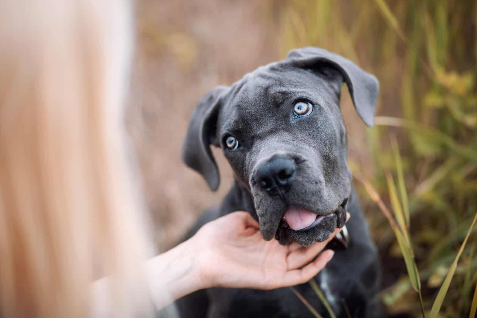 grey dog breed cane Corso carefully listens to the owner