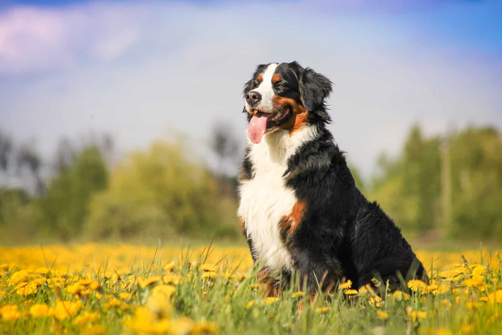 happy Bernese Mountain Dog standing in field of flowers