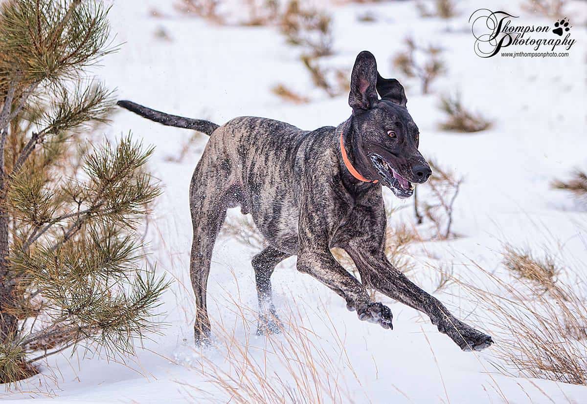 irish dane dog on the snow