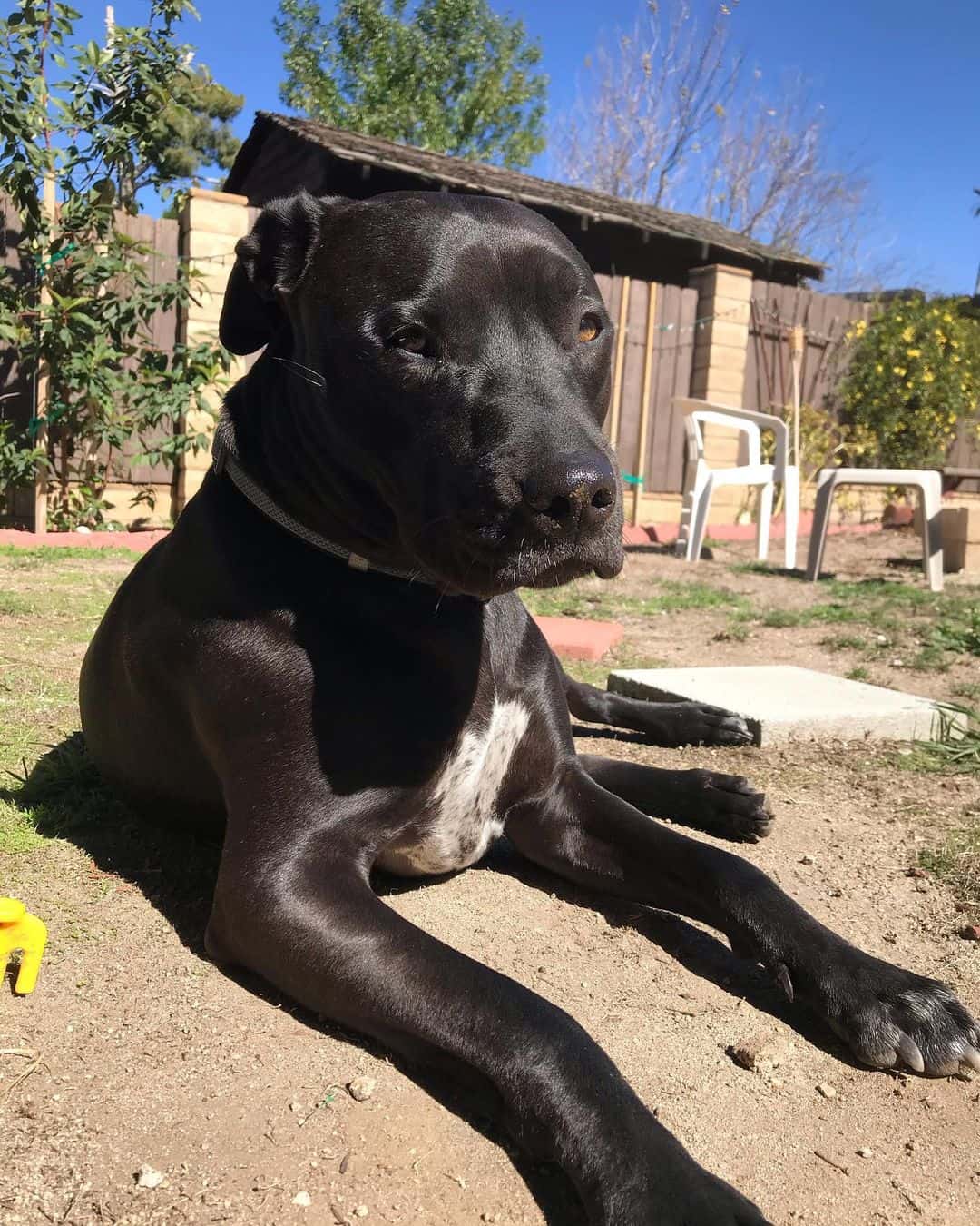 labrador retriever boxer mix