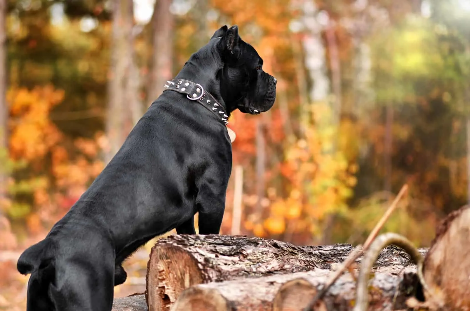 large cane corso in a forest
