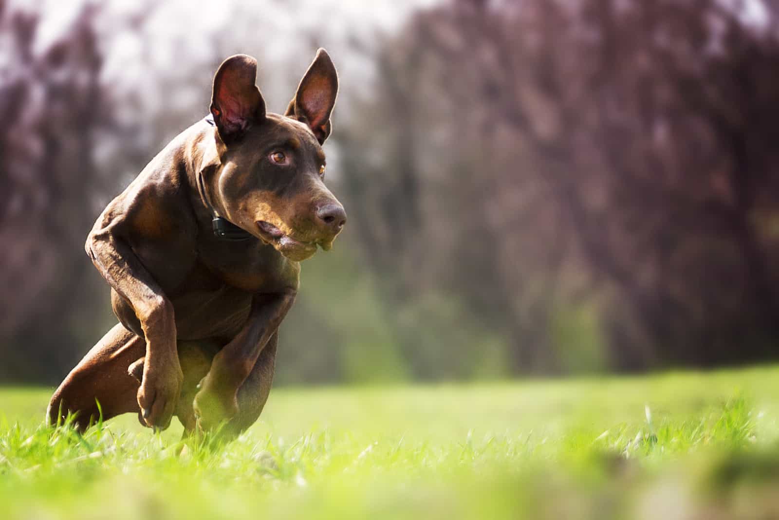 large doberman running