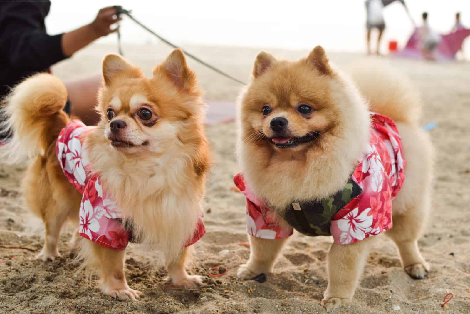 male and female pomeranian standing on beach