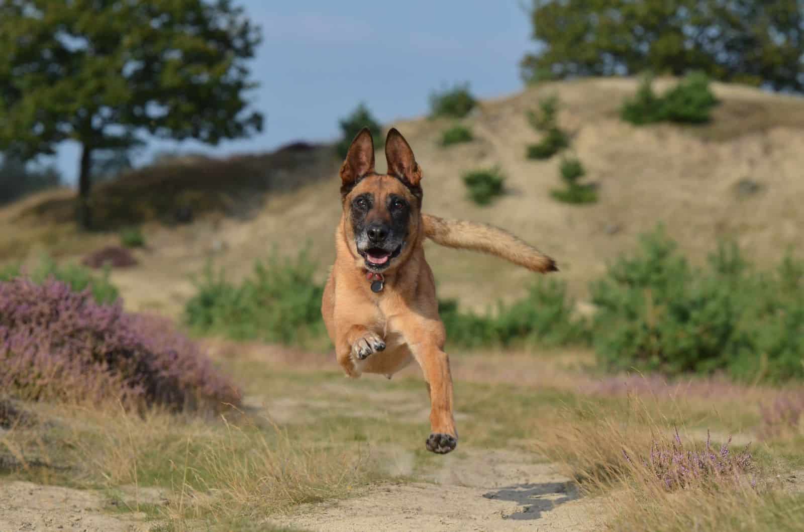 malinois running