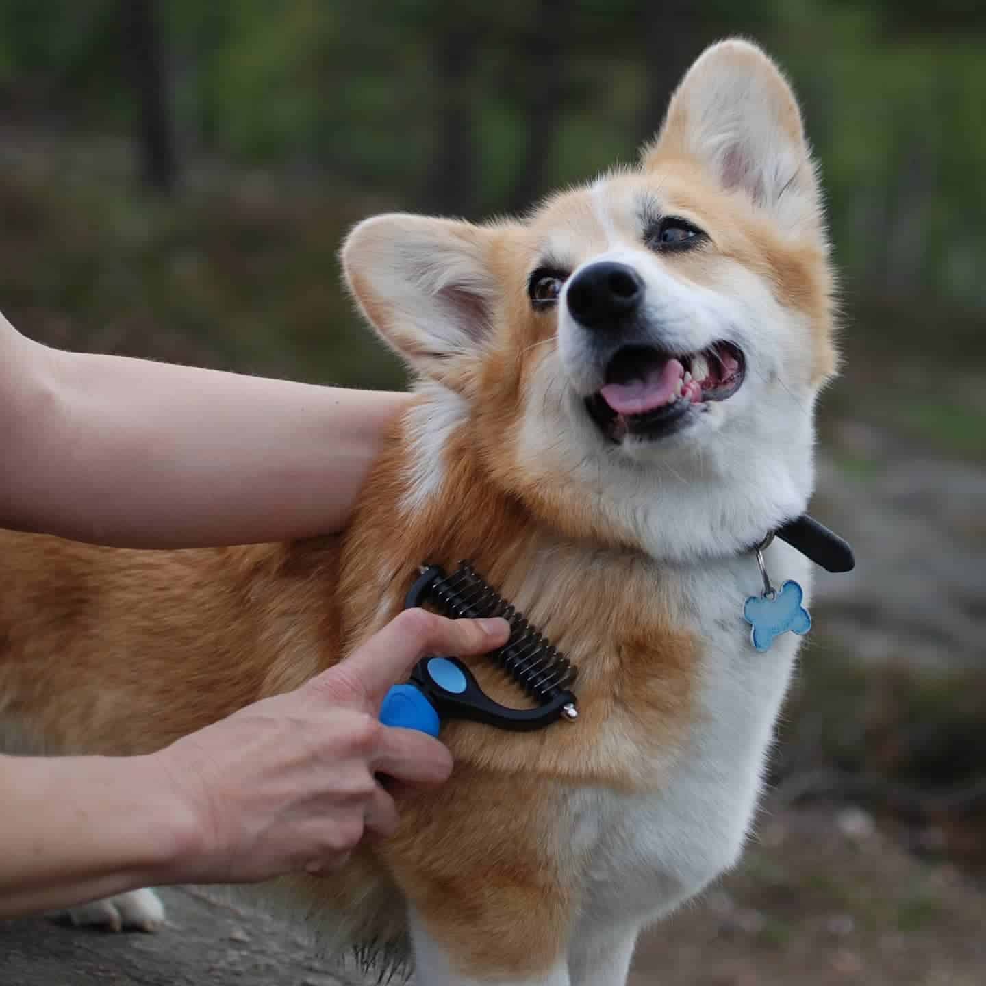 man brushing corgi dog in nature