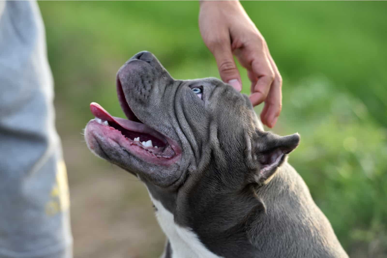 man petting an american bully