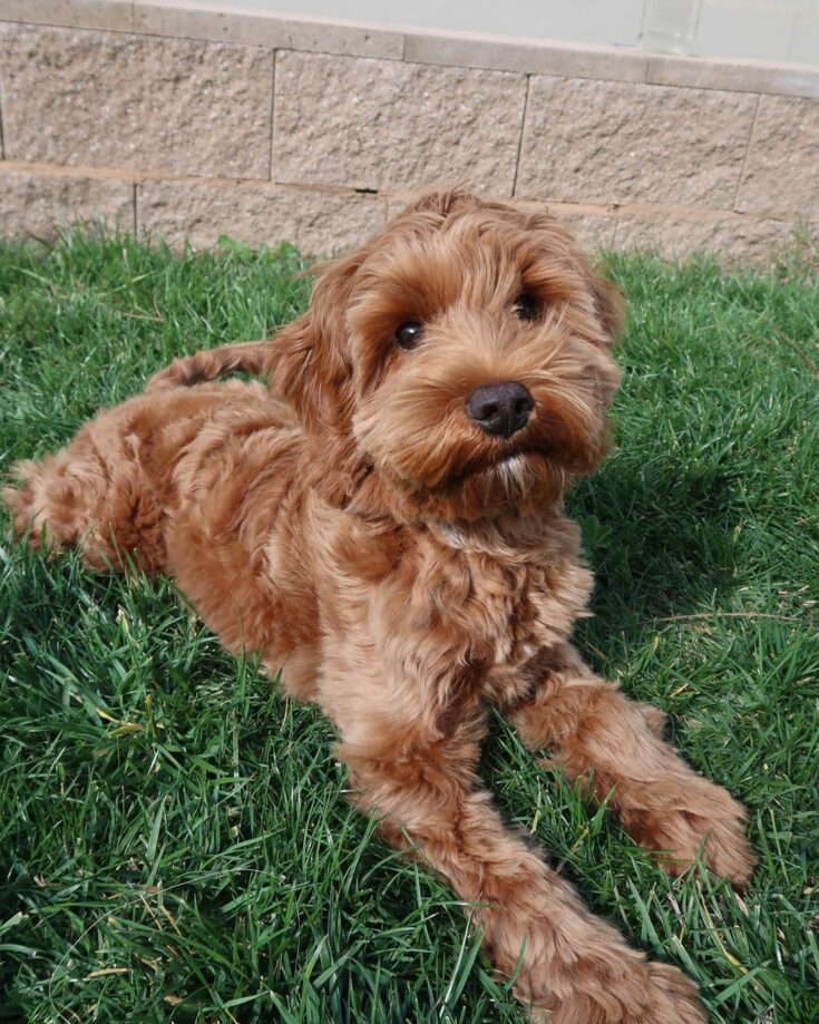 Mini Australian Labradoodle The Cutest Doodle Out There