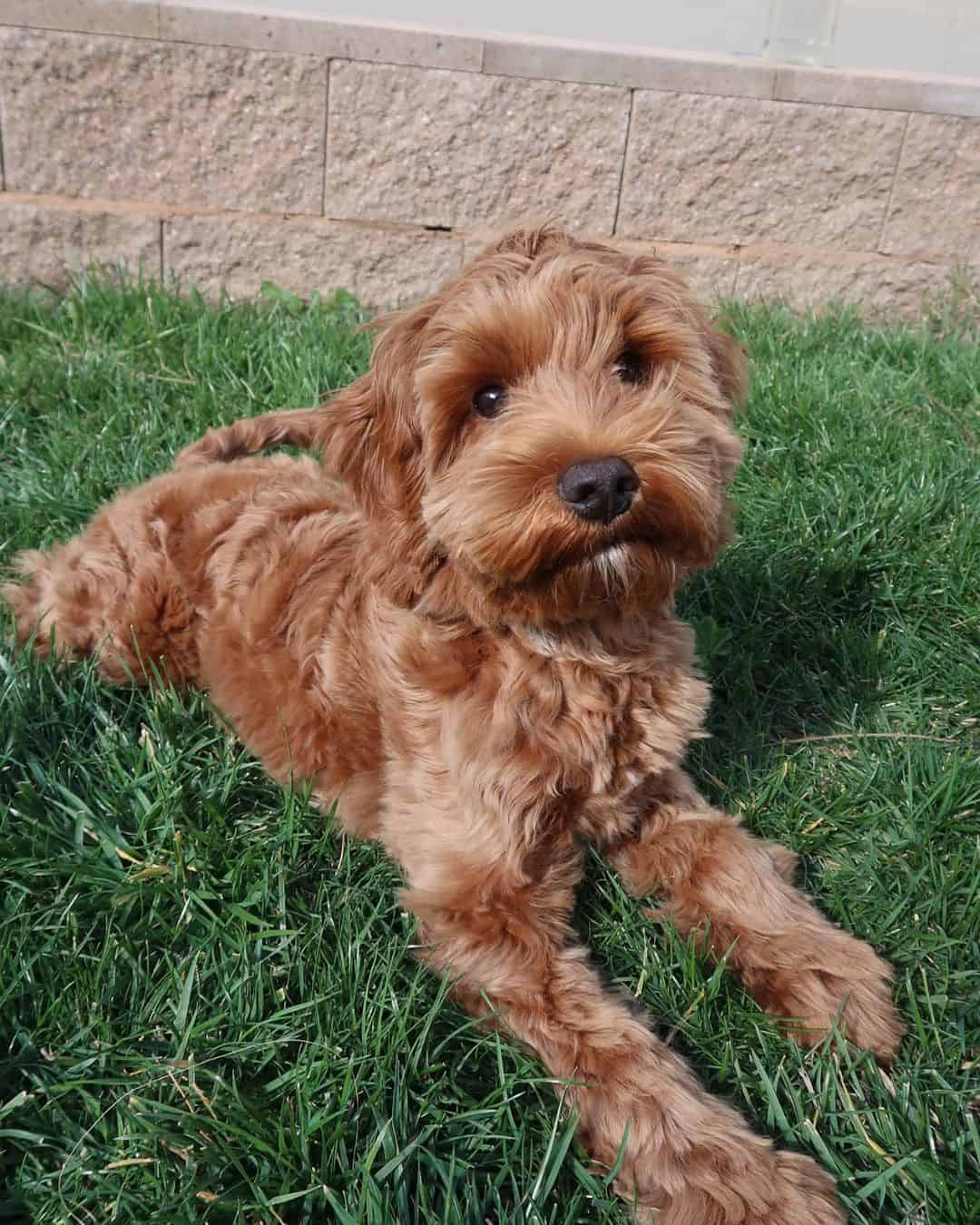 mini apricot labradoodle