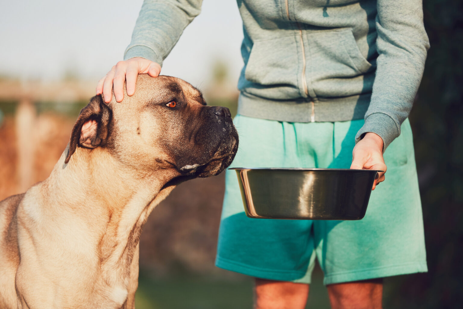 Common Cane Corso Health Issues You Should Look Out For