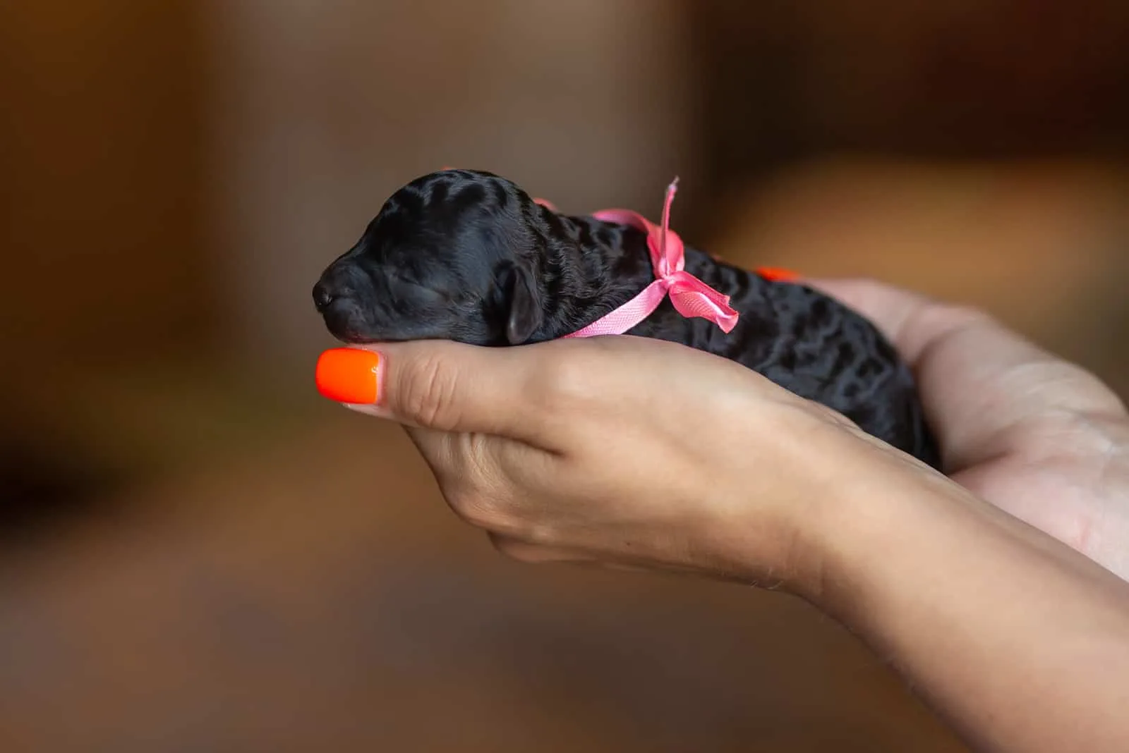 owner holding puppy poodle