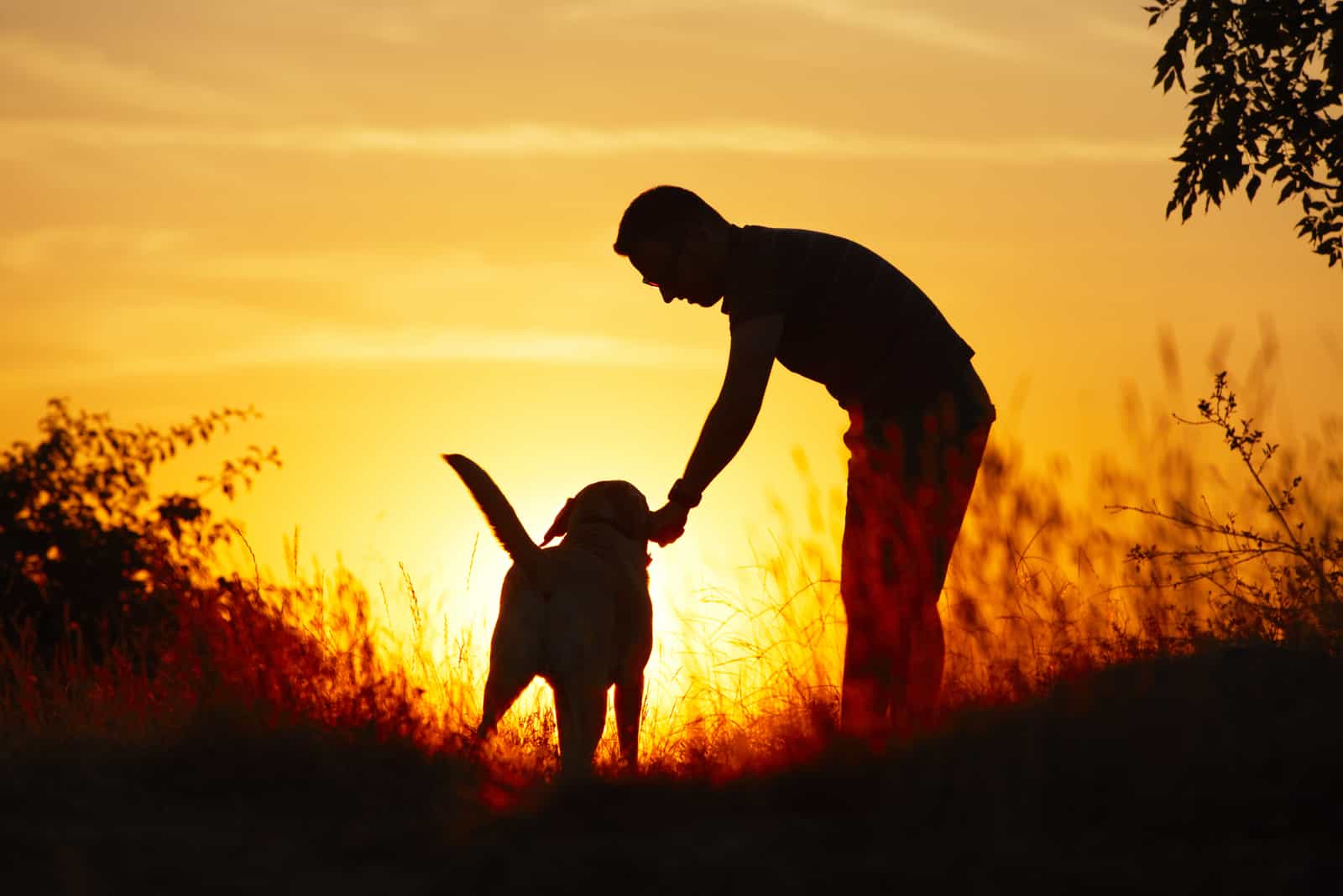 owner playing with dog in sunset