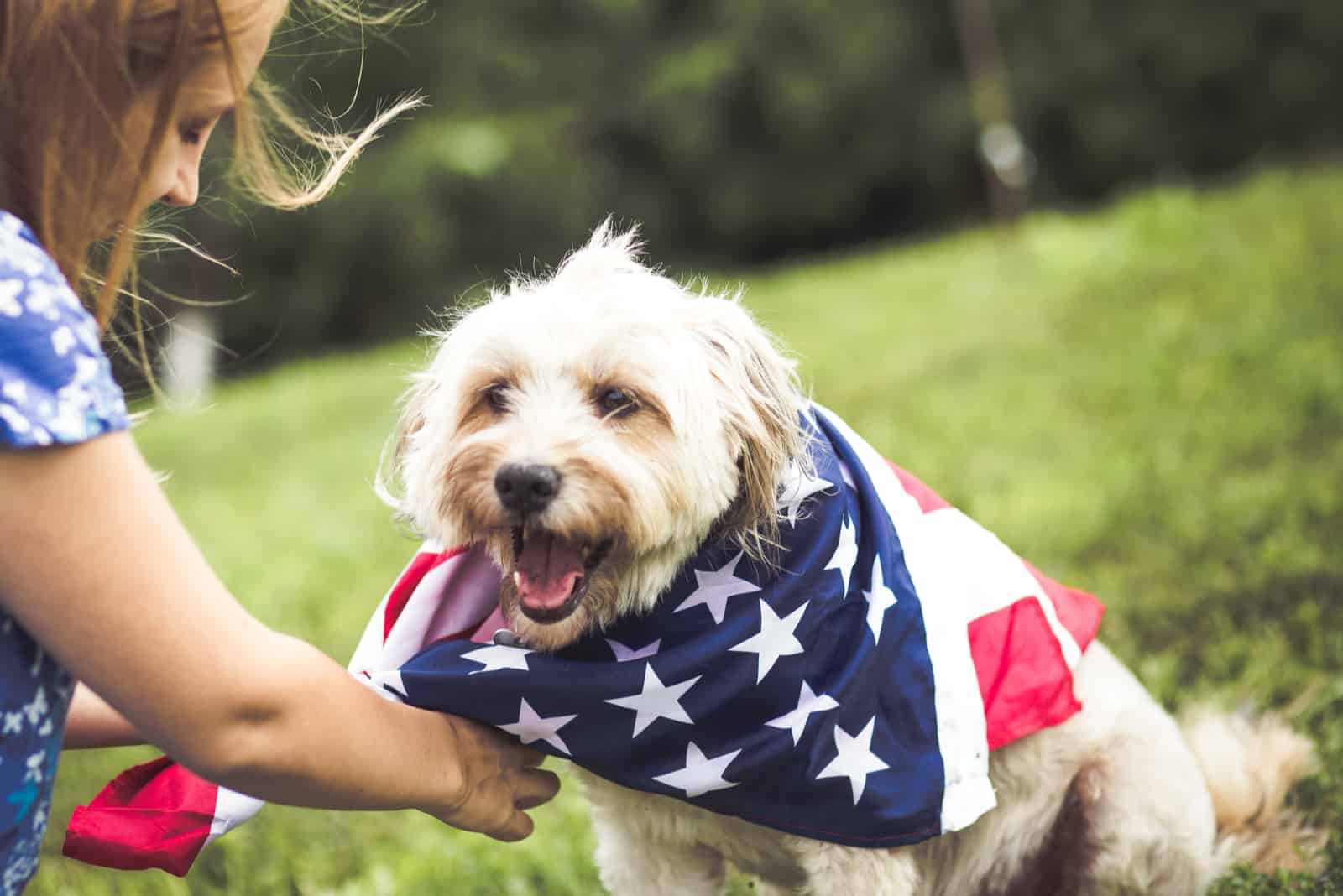 owner putting flag around dog