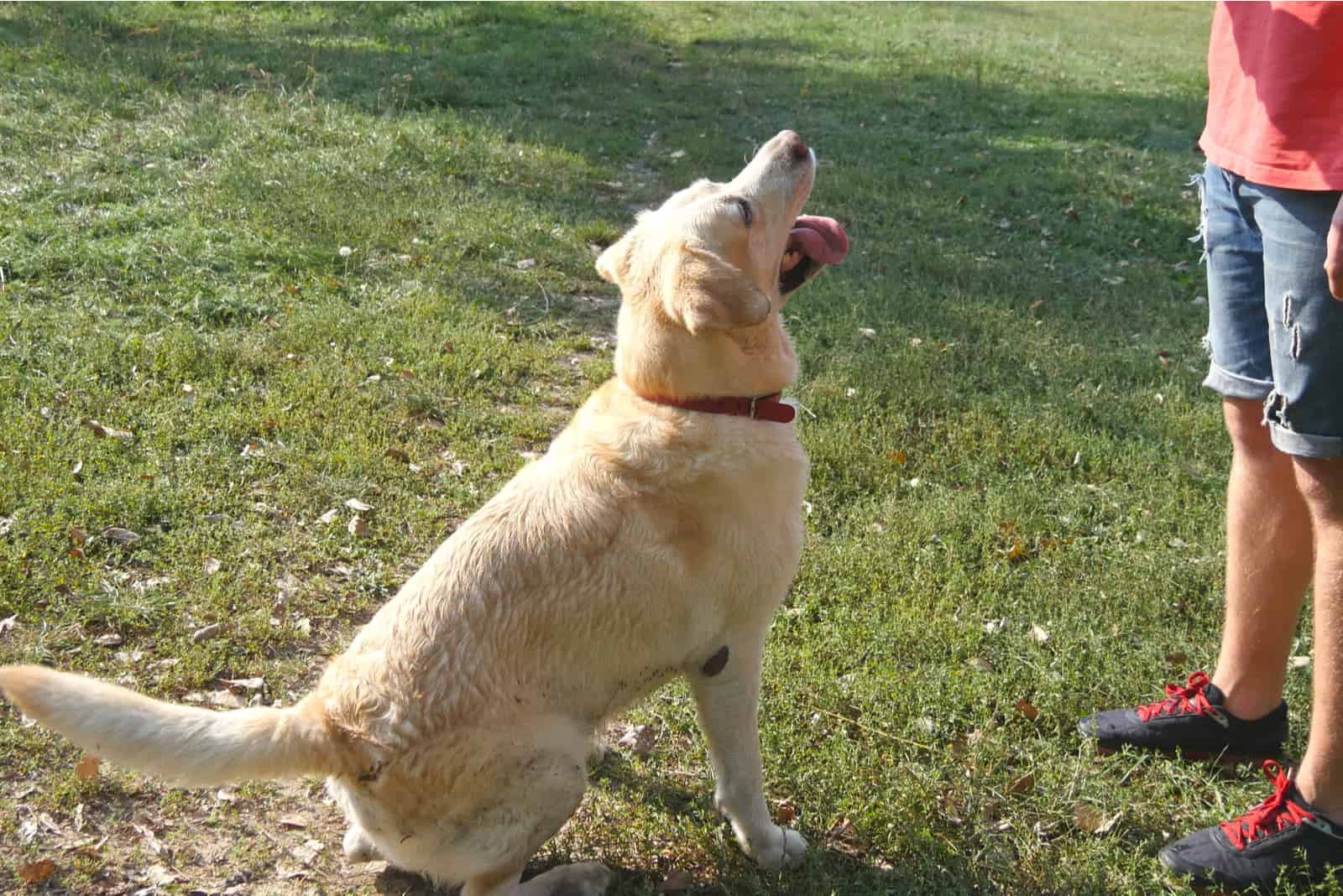 owner training his golden Retriever 