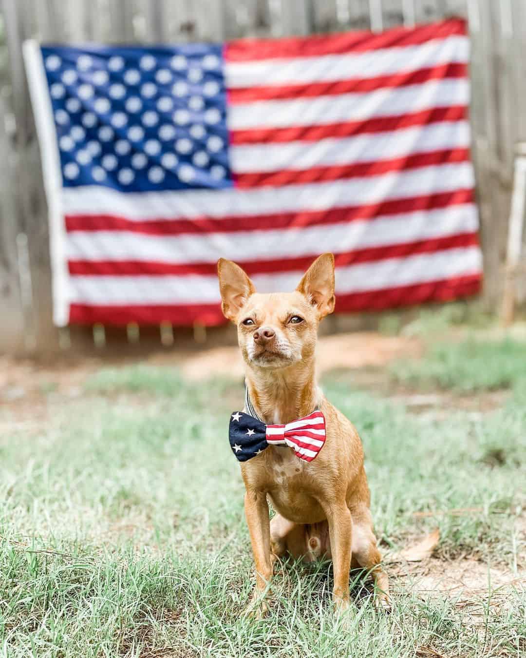 patriotic dog sitting on grass with flag in background