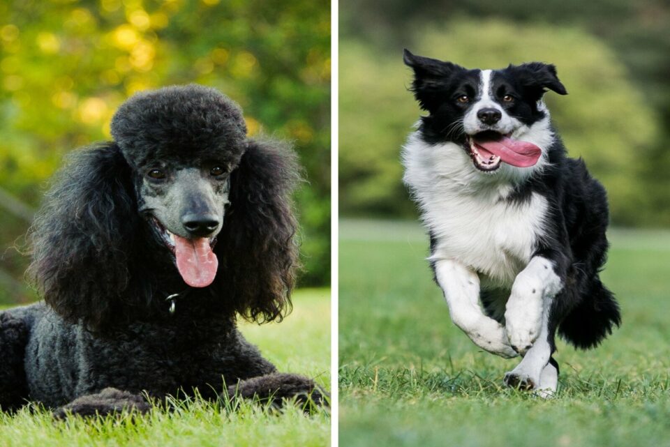 Border Collie Poodle Mix Characteristics Of The Bordoodle