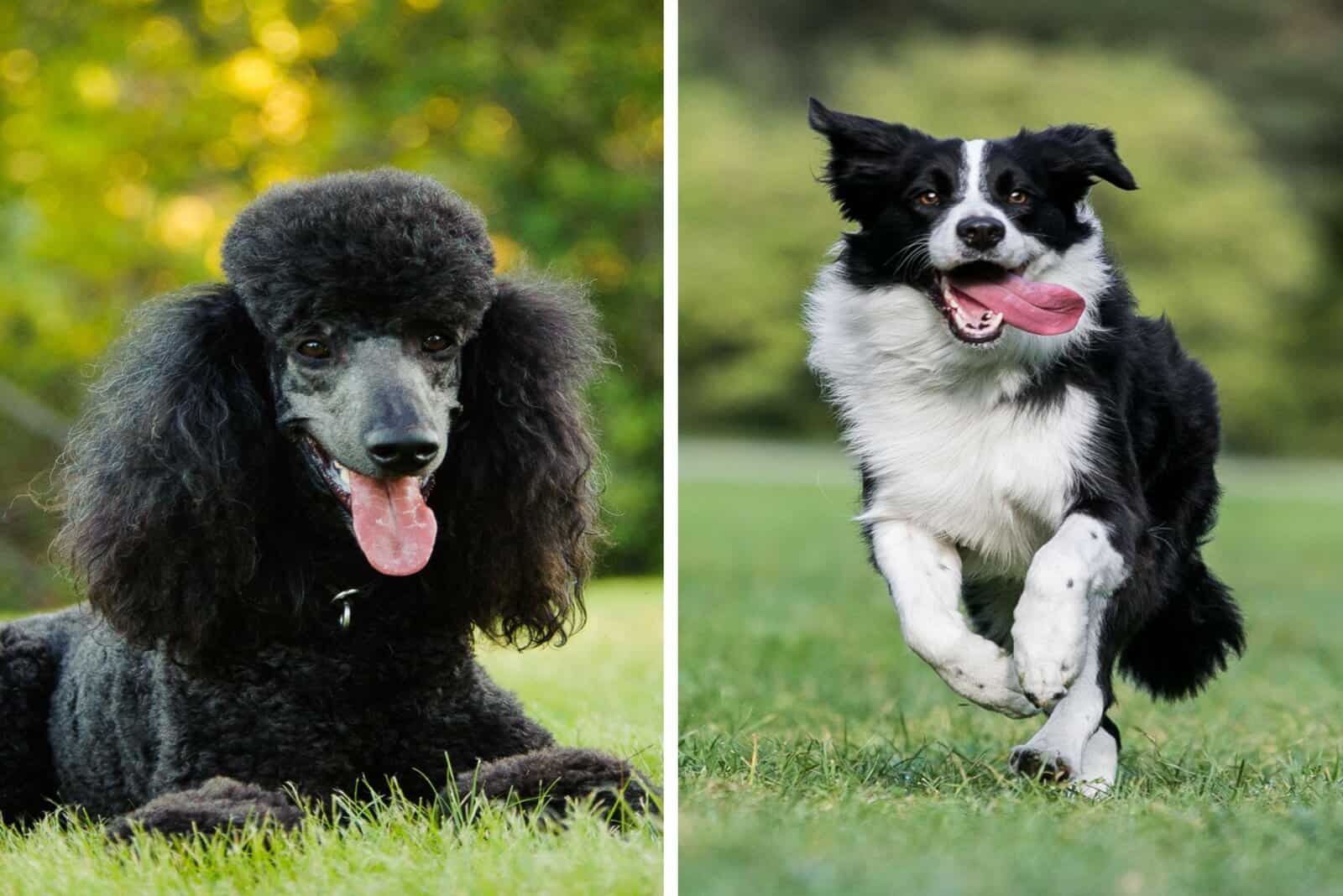Border Collie and poodle outside