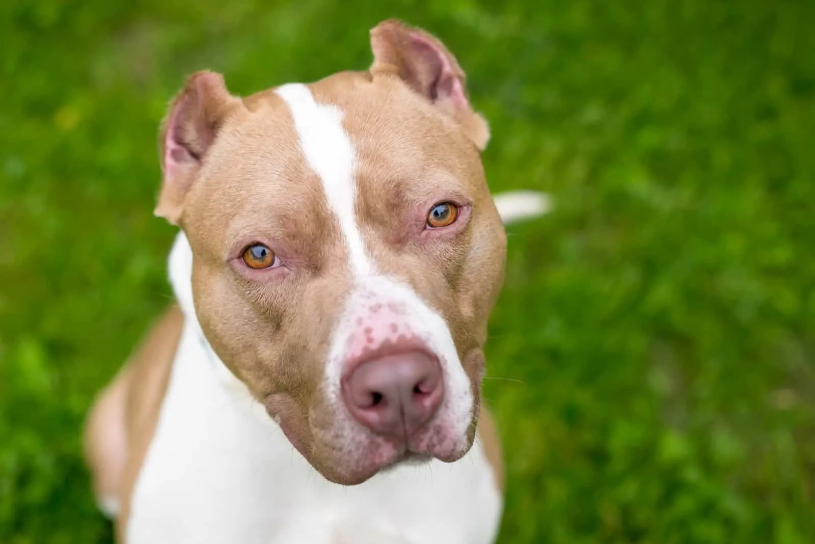pit bull with cropped ears
