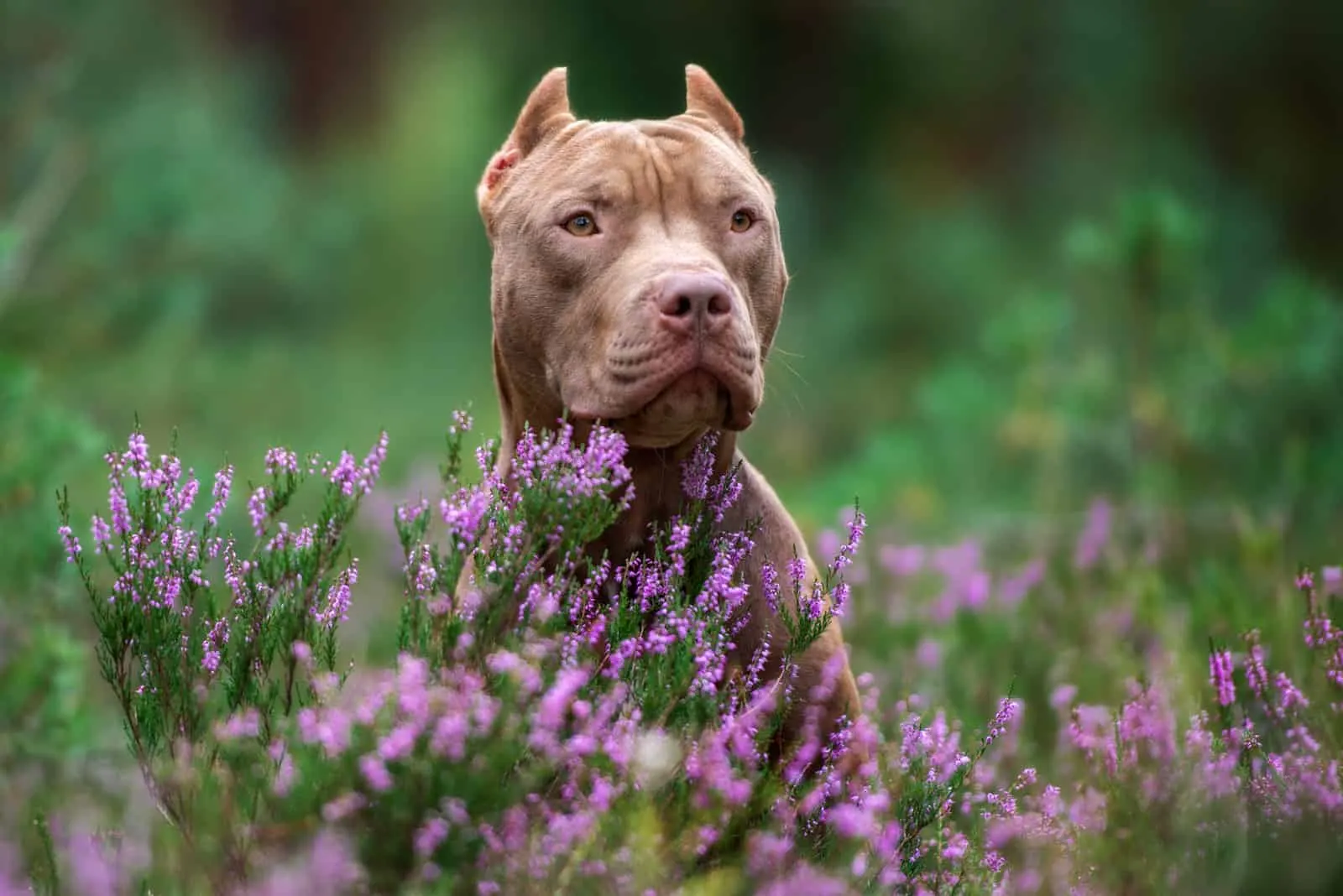 pitbull dog sitting in a lavender field